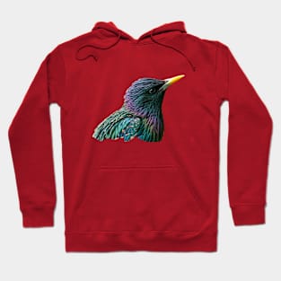 Starling Hoodie